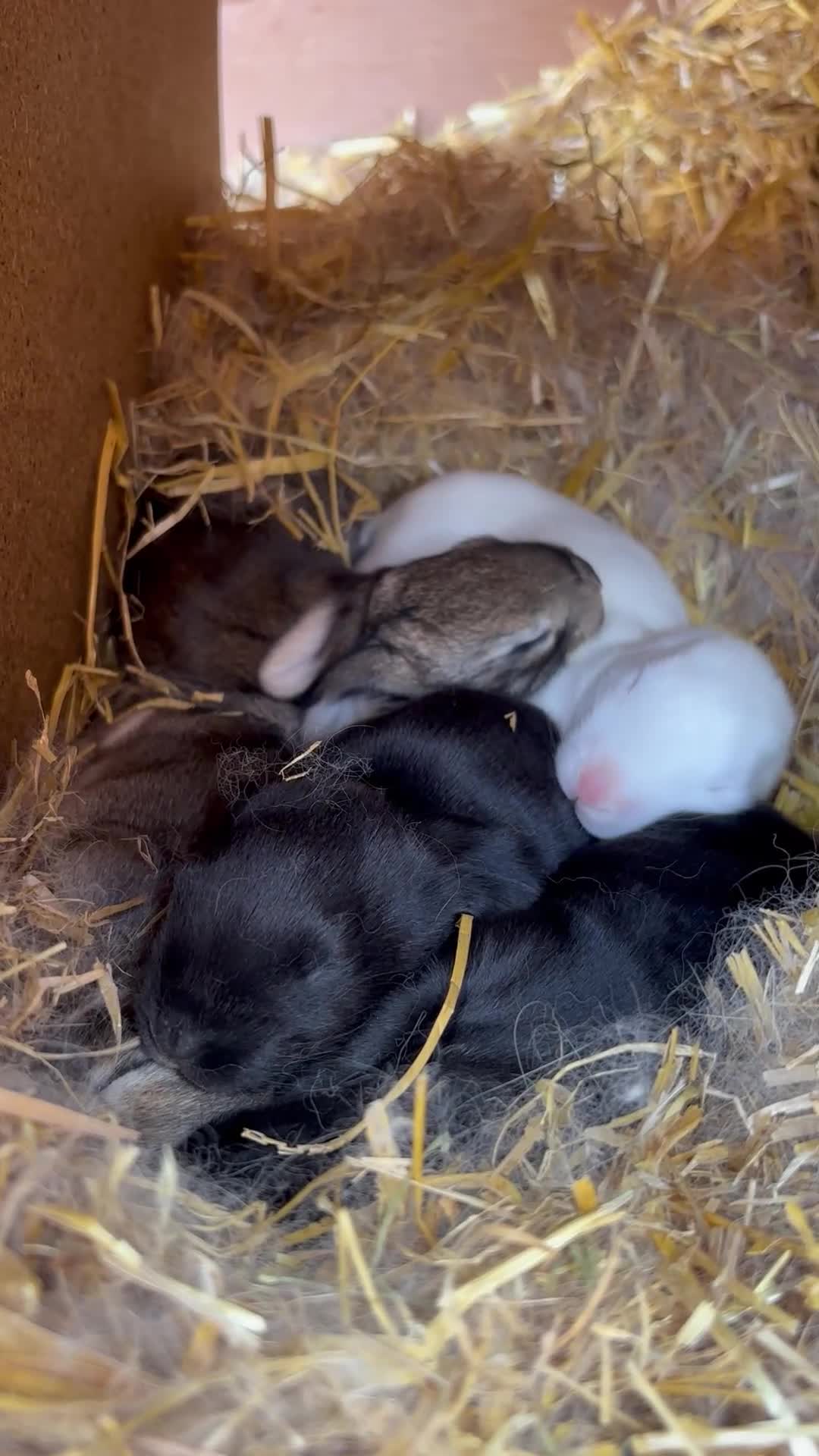 Continental Giant rabbits for sale: Continental giant rabbit Kits  - Video 1