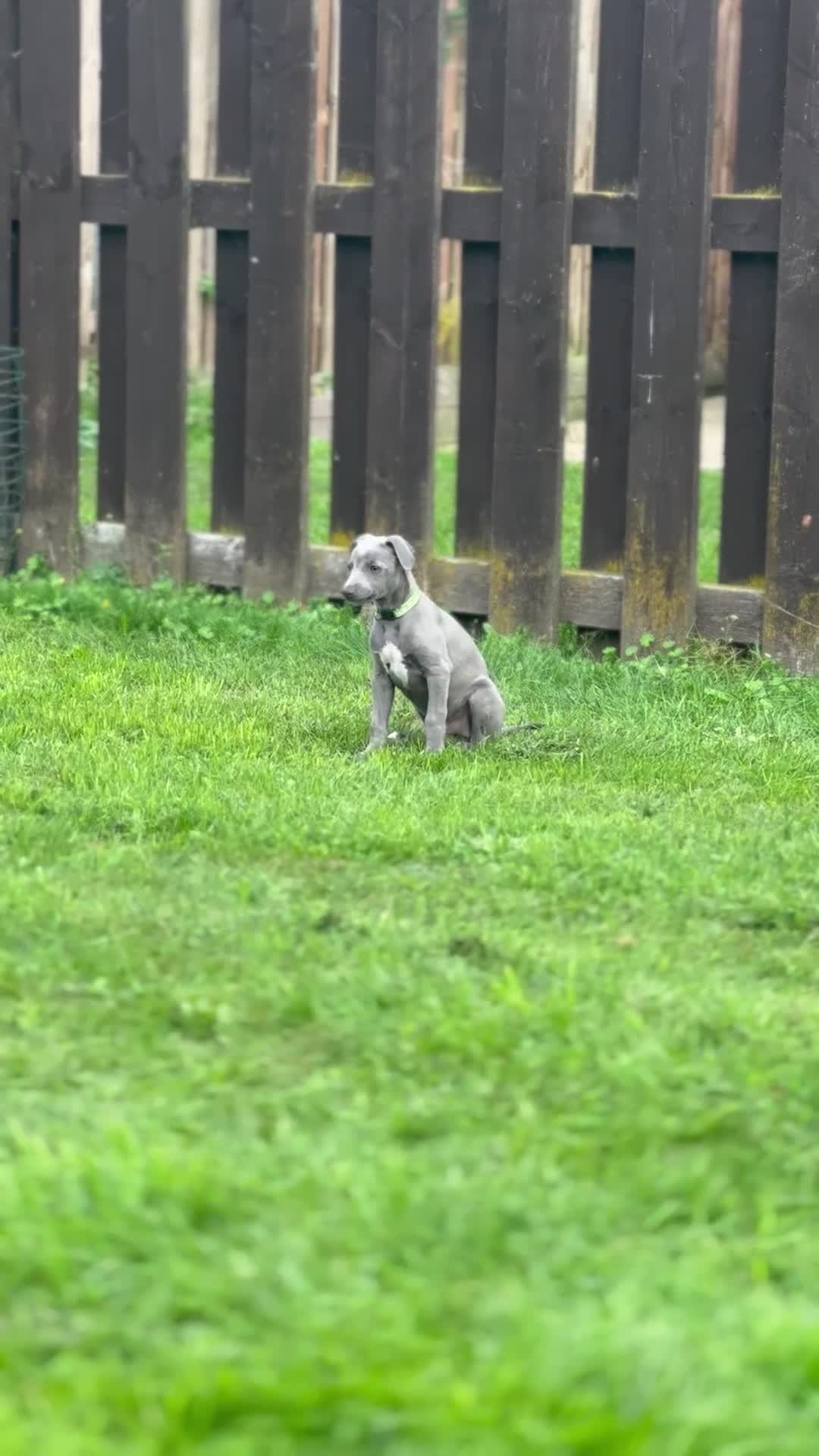 Whippet dogs for sale: READY NOW! STUNNING WHIPPET PUPPYS - Video 2
