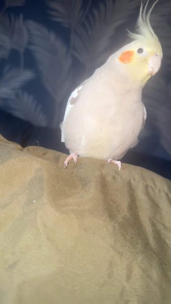 Cockatiels birds for sale: Male cockatiel bird  - Video 1