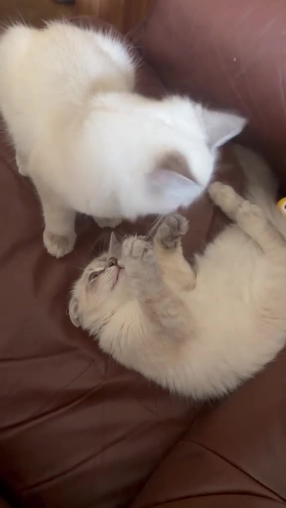 Siberian cats for sale: Pure Siberian Neva Masquerade  - Video 1