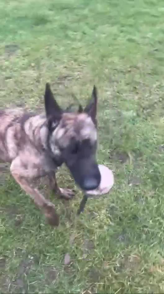 Mixed Breed dogs for sale: Goldie is a beautiful well natured girl. - Video 1