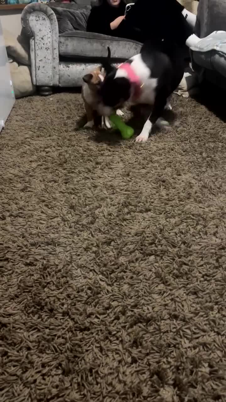 English Bull Terrier dogs for sale: English Bull Terrier Pup - Video 1