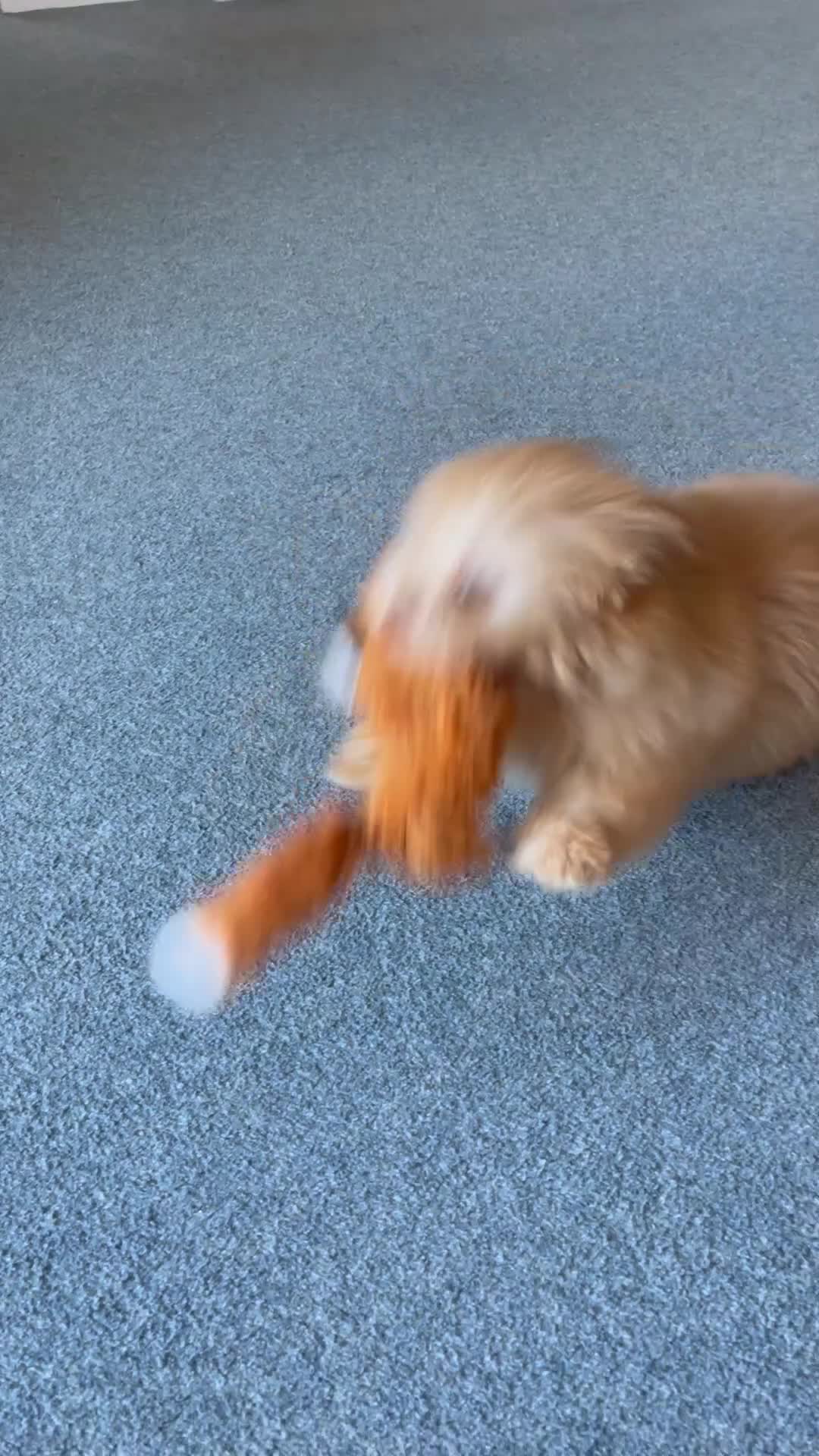 Pomeranian dogs for sale: Pomeranian dog puppy in Ramsgate - Video 1