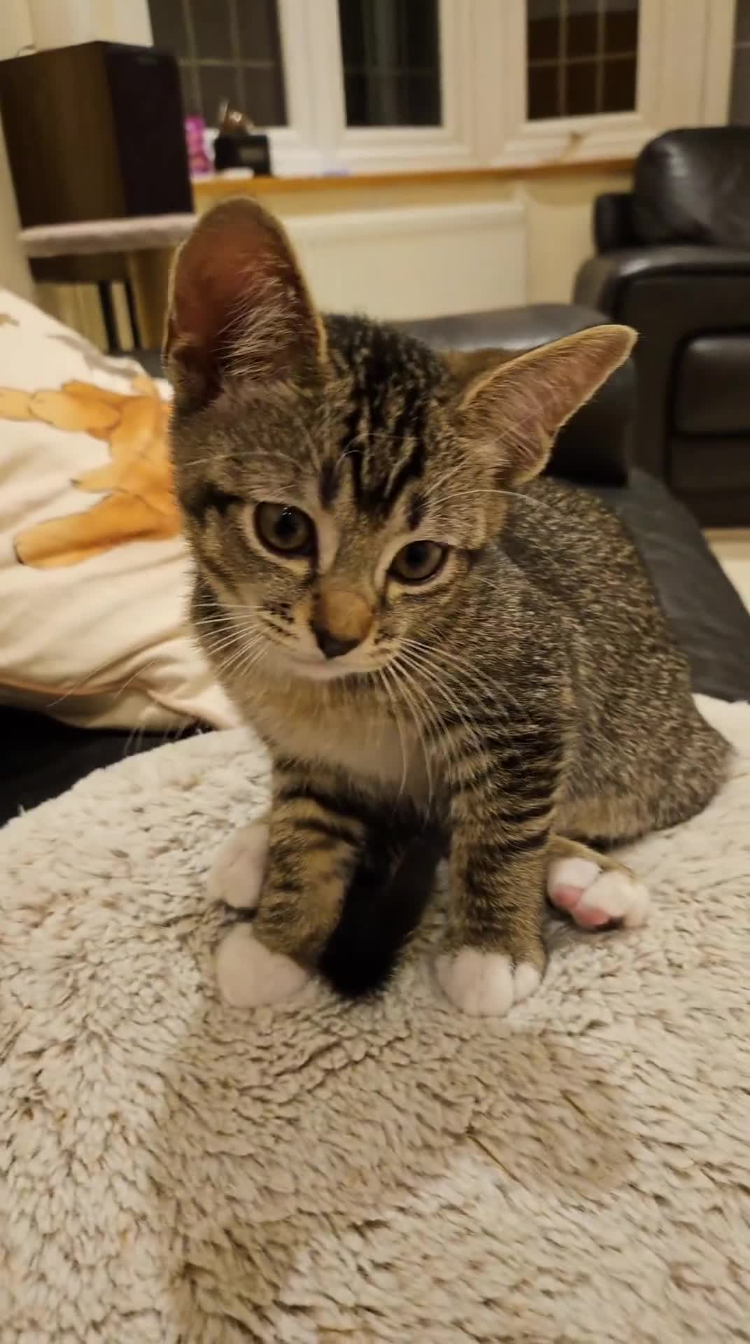 American Shorthair cats for sale: 10 Week Old Pure Tabby Kitten in Sutton - Video 1