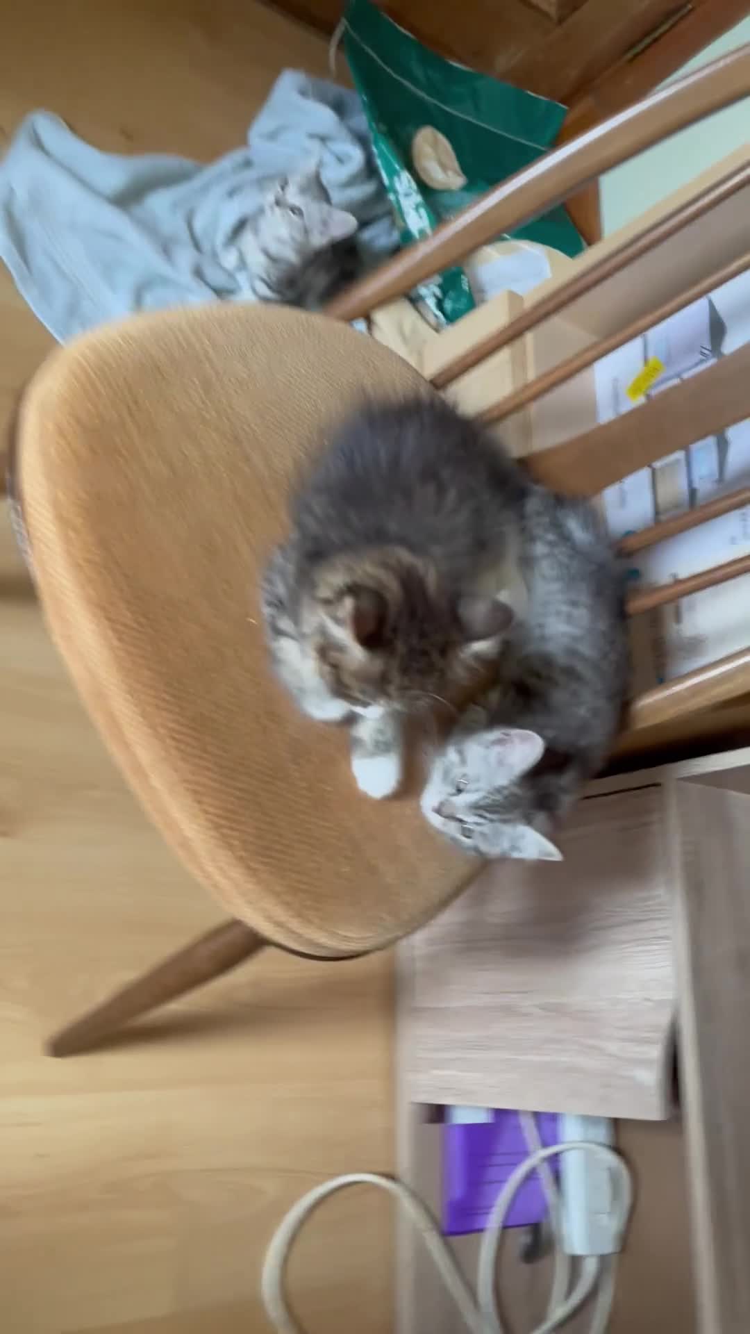 Mixed Breed cats for sale: Chocolate box kittens! - Video 2