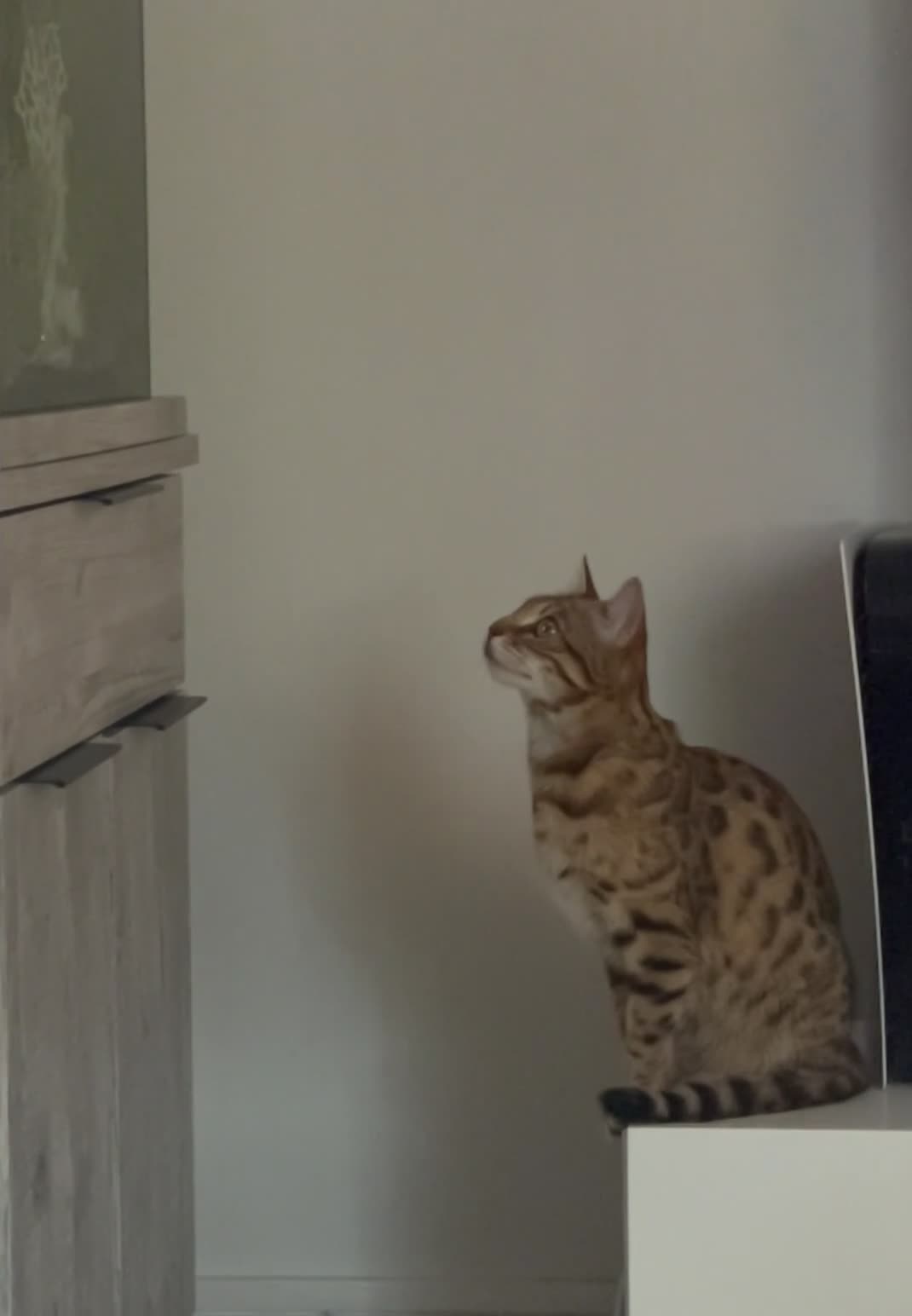 Bengal cats for sale: Beautiful Pedigreed Queen as a breeder - Video 1