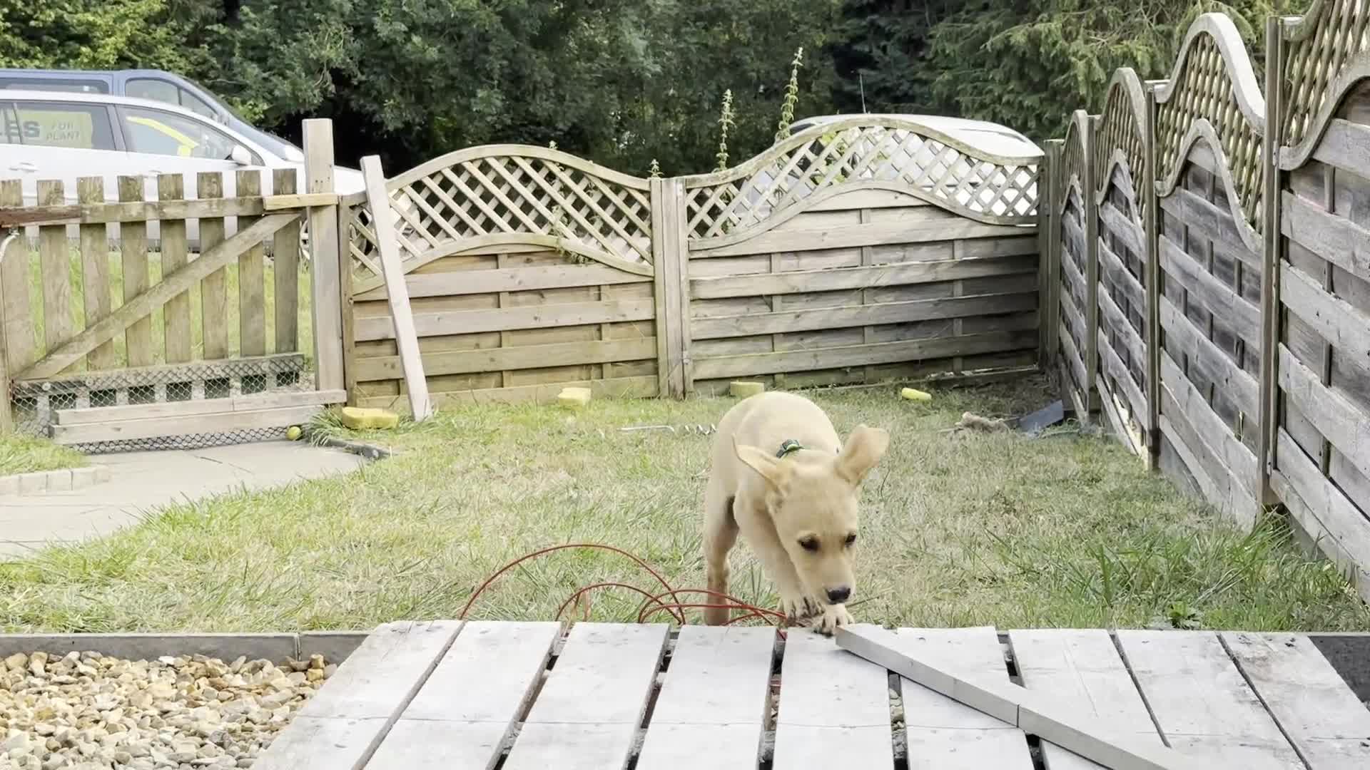 Labradoodle dogs for sale: Mr . Ted - Video 1