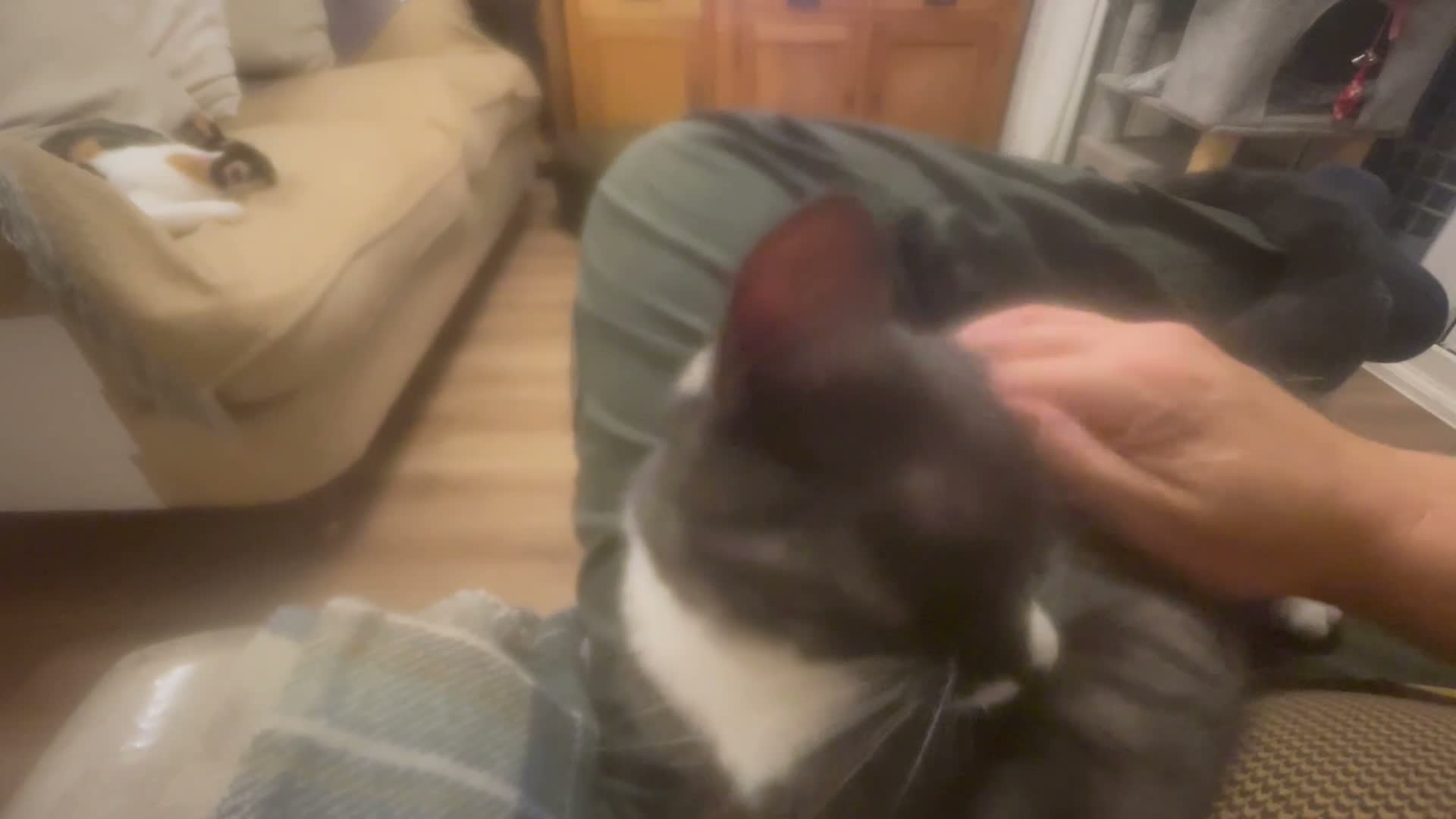 Mixed Breed cats for sale: Short haired Male cat  - Video 1