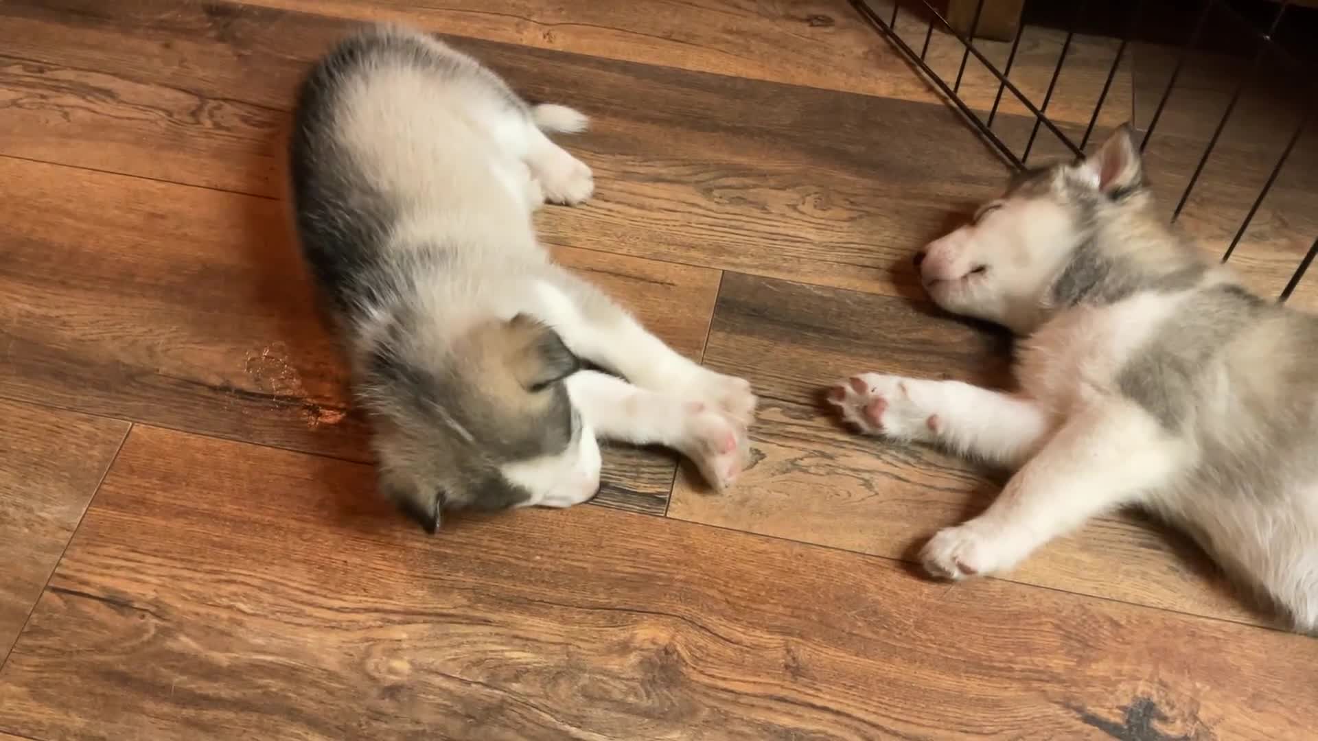 Utonagan dogs for sale: Husky x malamute  - Video 3