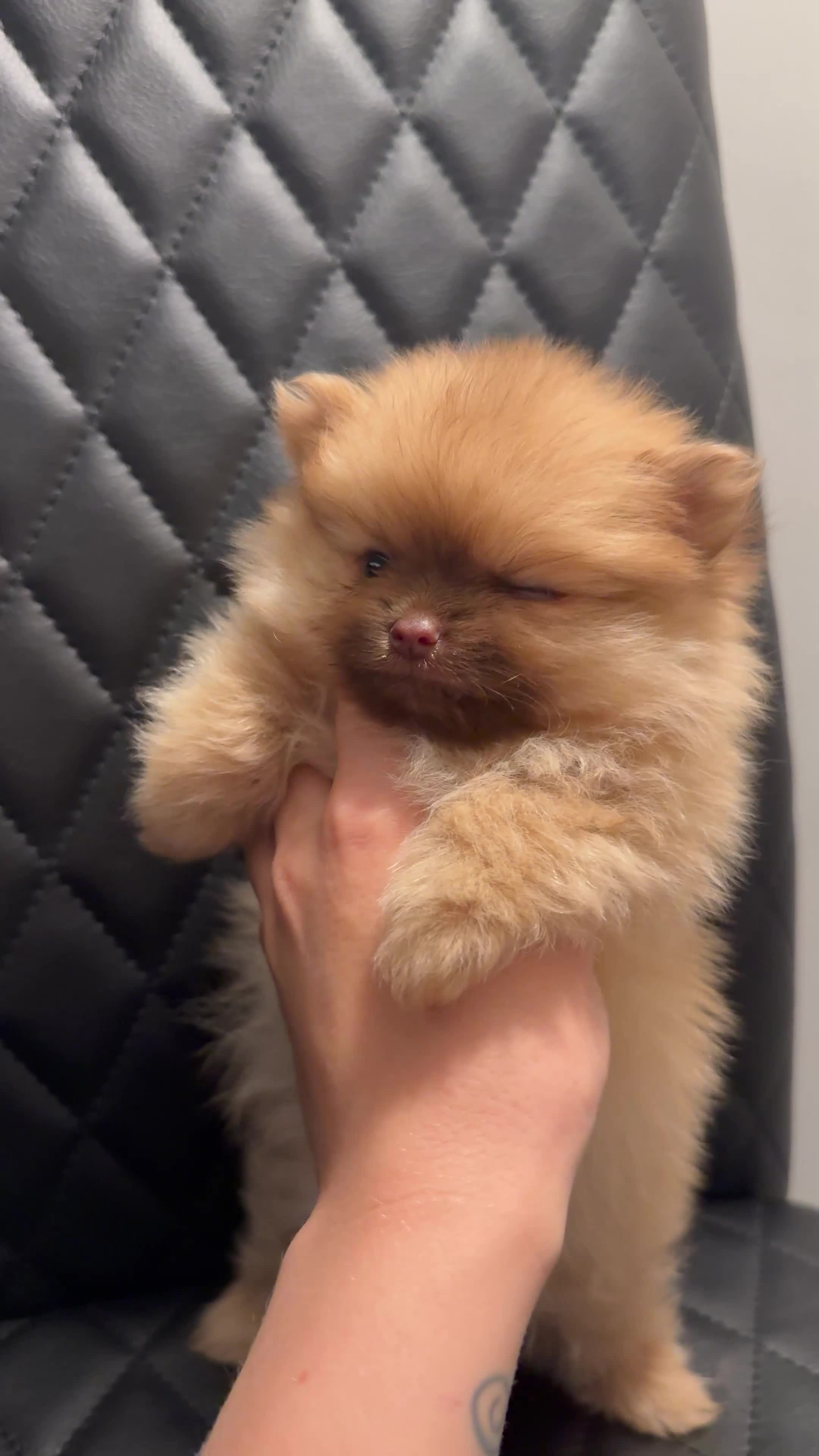 Pomeranian dogs for sale: Quality KC registered Pomeranian Female Puppies  - Video 1