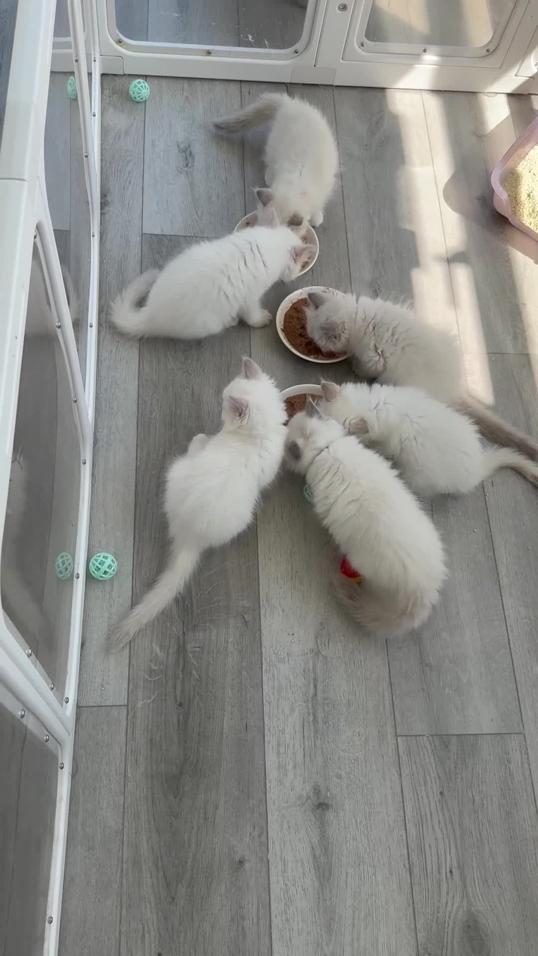 Ragdoll cats for sale: ✨ Beautiful GCCF Registered Ragdoll Kittens ✨ - Video 2
