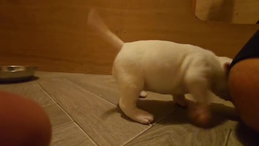 Miniature Bull terrier dogs for sale: White Miniature Bullterrier  - Video 3