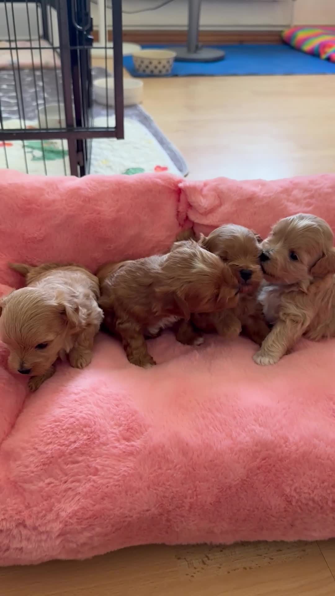 Maltipoo dogs for sale: Asian Maltipo Puppies XS Teddy Bear Faces Expected - Video 3