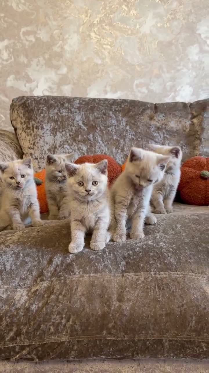 British Shorthair cats for sale: Lilac British short hair  - Video 1