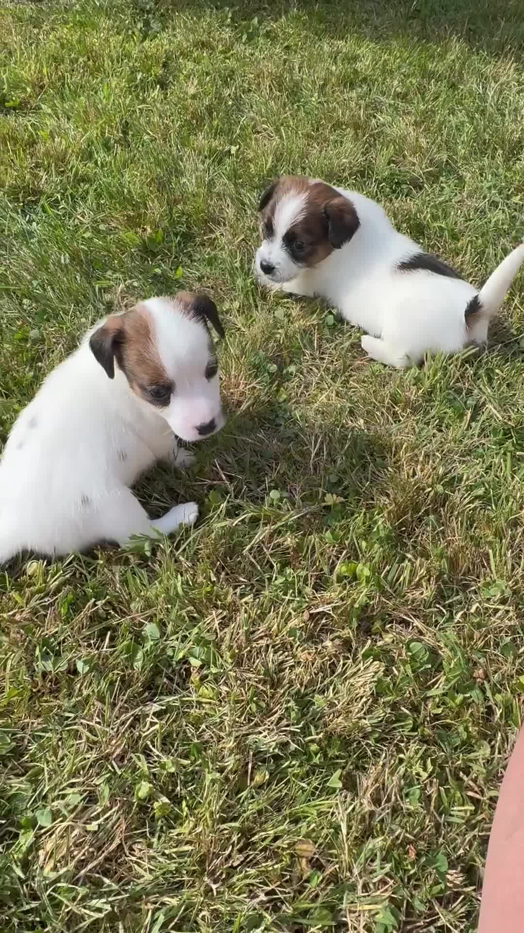 Jack Russell dogs for sale: Pedigree Jack Russell Puppies  - Video 1