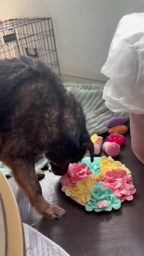 Mixed Breed dogs for adoption: Flower for adoption in London - Video 2