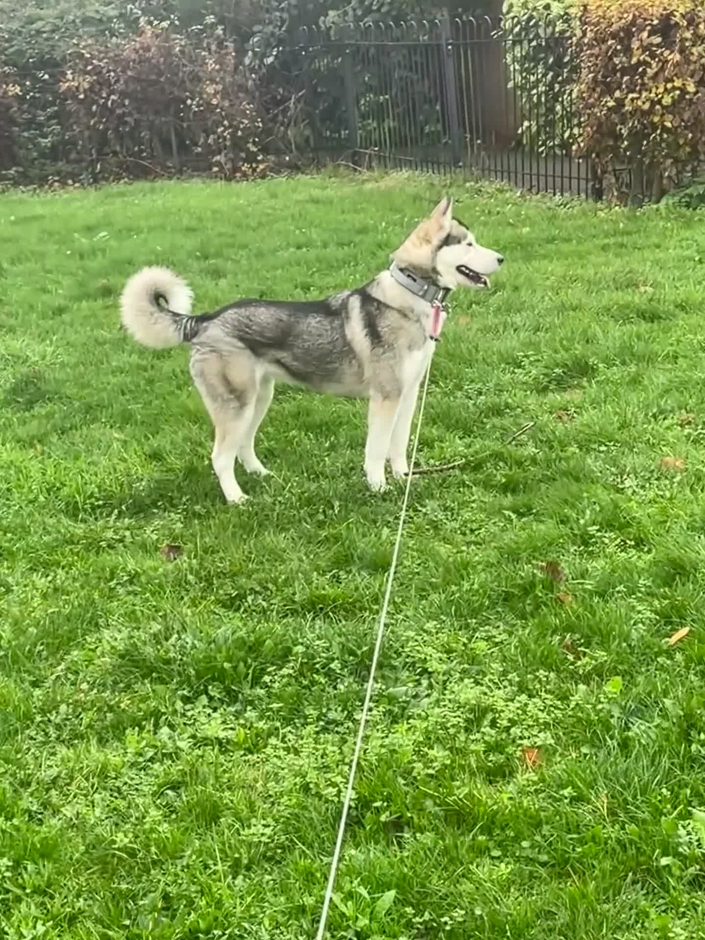 Siberian Husky dogs for sale: Siberian husky  - Video 3