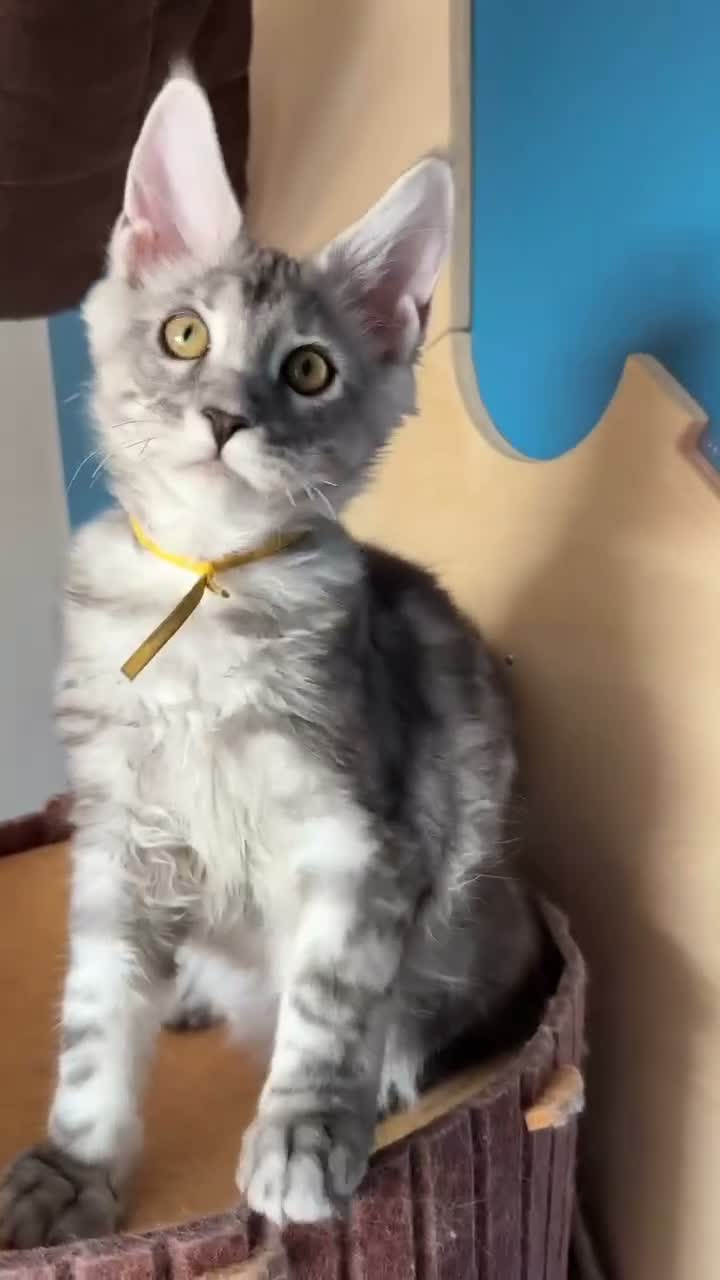 Maine Coon cats for sale: Big lines Maine Coon kittens  - Video 1
