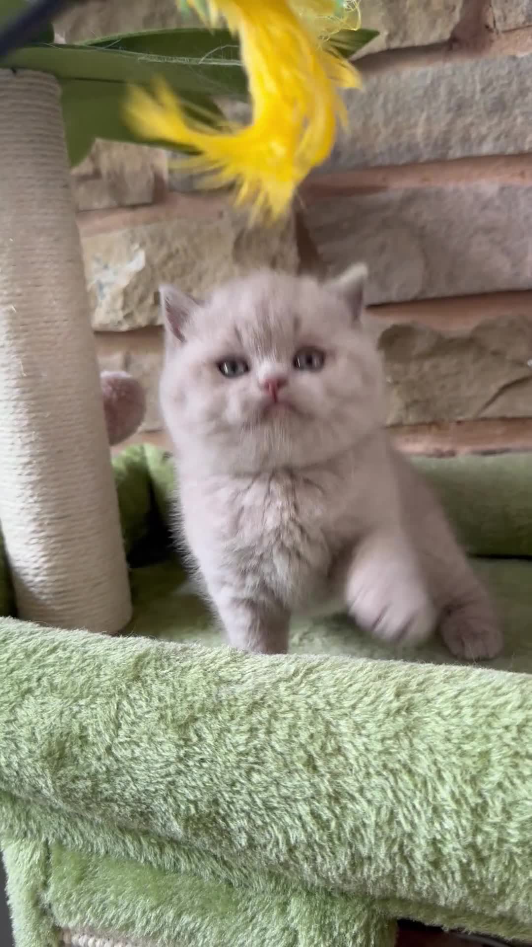 British Shorthair cats for sale: Stunning British shorthair kittens  - Video 2