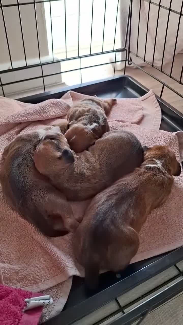 Mixed Breed dogs for sale: Bull terrier X Miniature Dachshund puppies in Chesterfield - Video 1