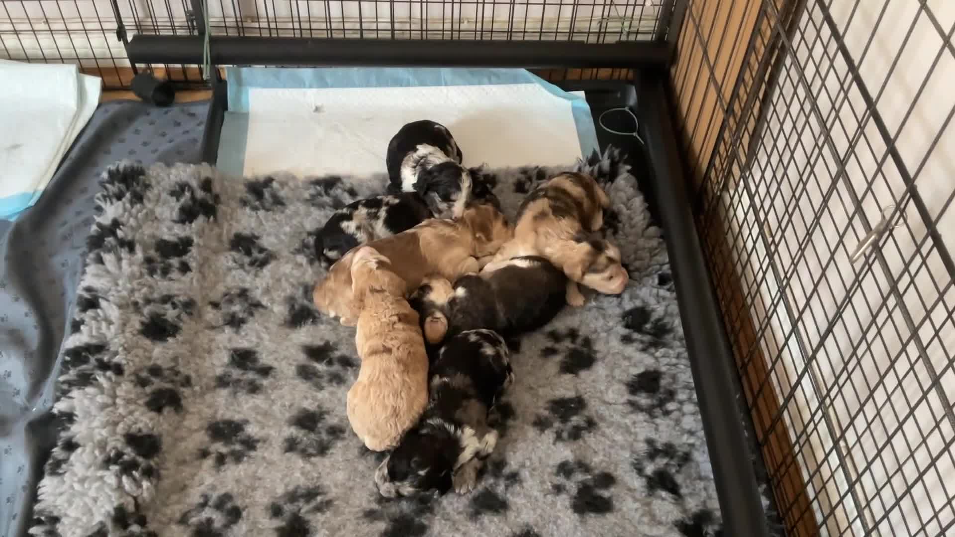 Cockapoo dogs for sale: Beautiful Cockapoo Puppies  - Video 2
