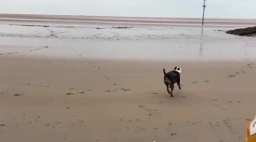 Mixed Breed dogs for sale: 2 yr old female Bulldog/Old English Sheepdog Mix - Video 1
