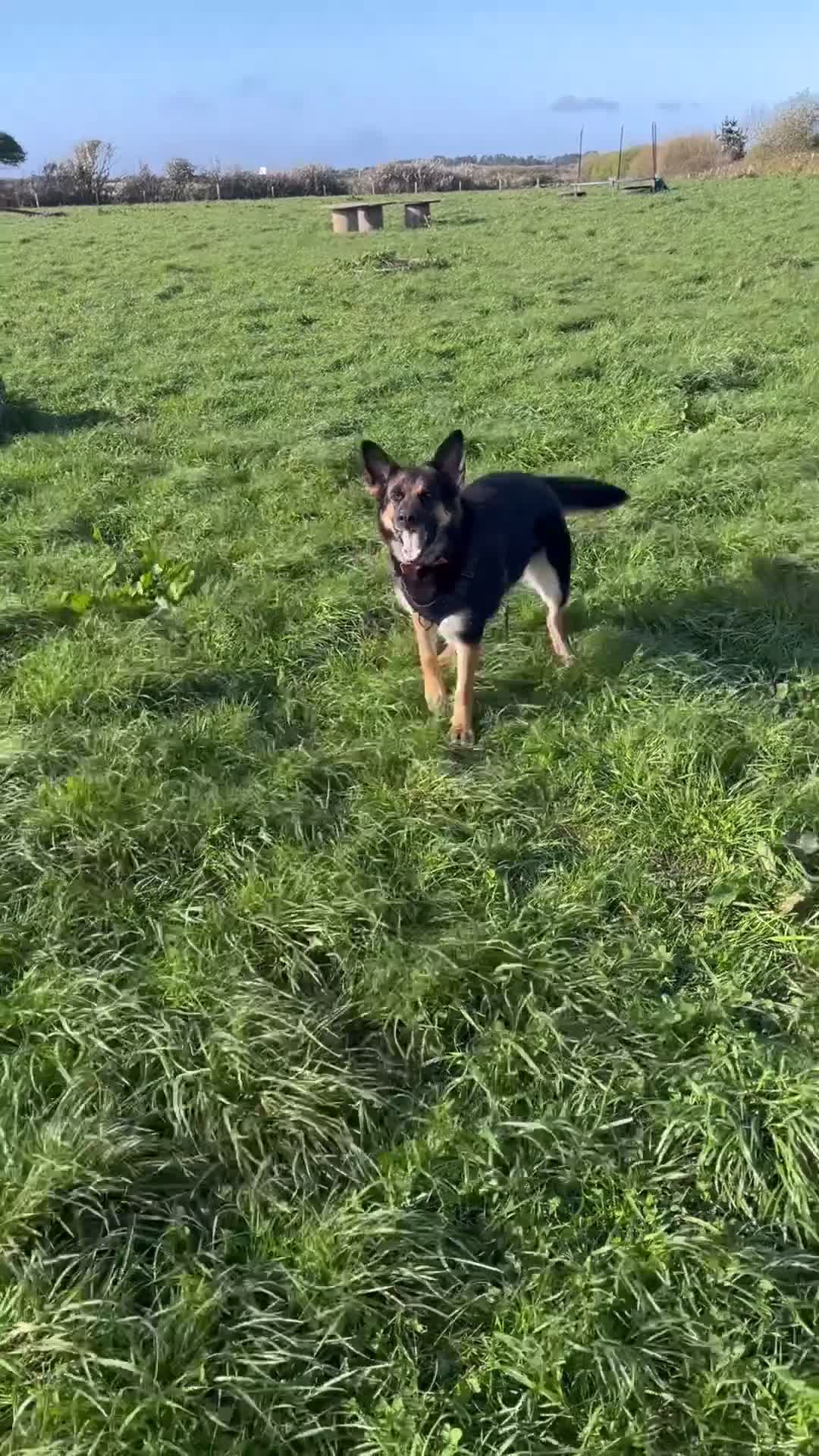 German Shepherd dogs for sale: Female German shepherd  - Video 1