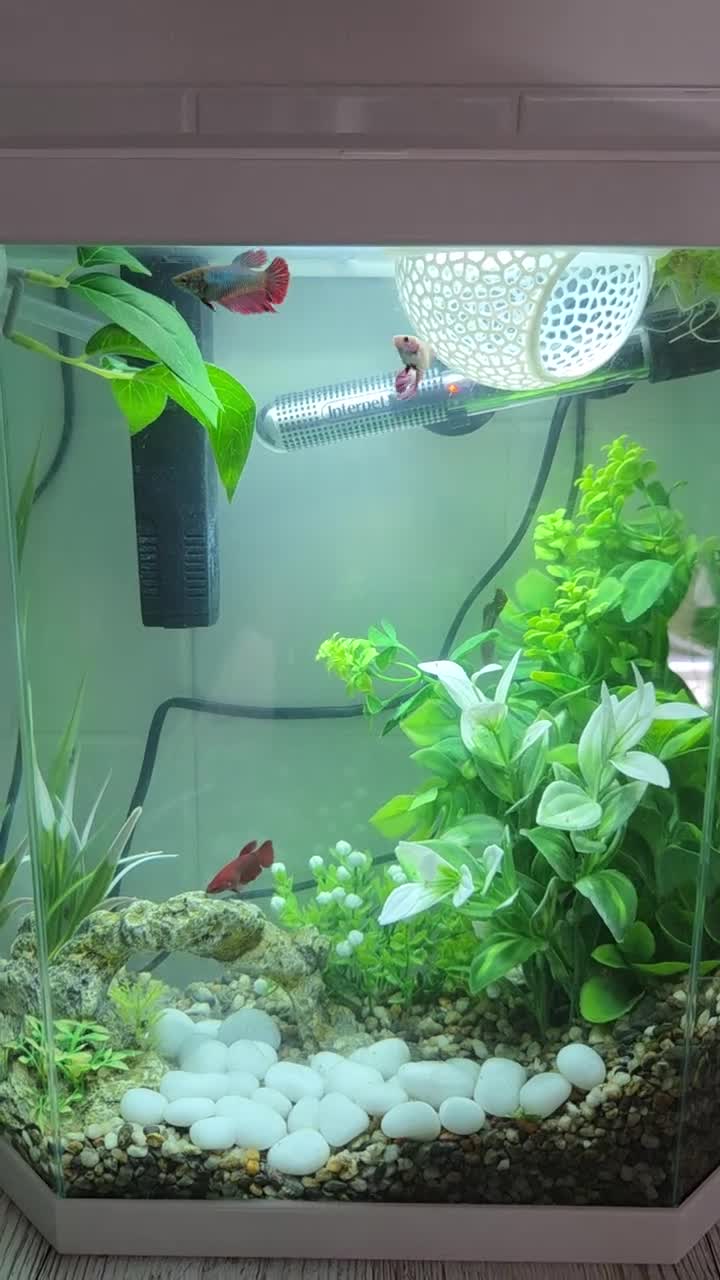 Bettas fish for sale: 5 Female Juvinile Bettas - Video 1