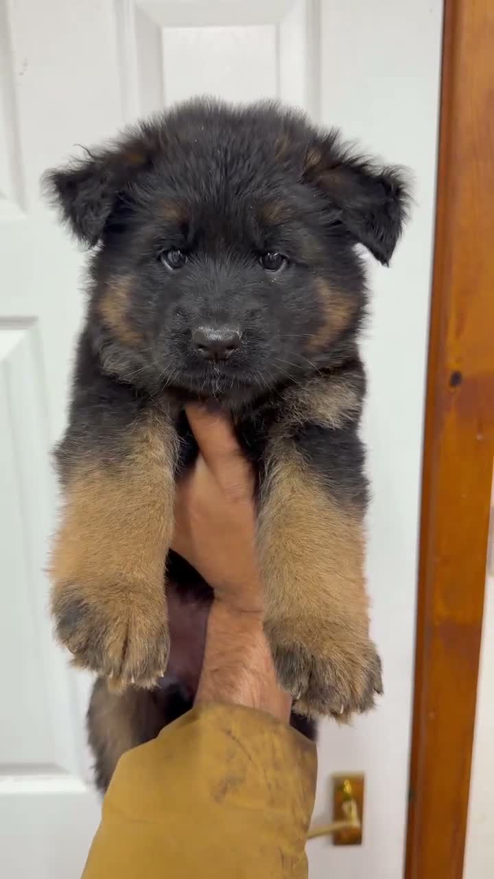 German Shepherd dogs for sale: QUALITY GERMAN SHEPHERD LONG HAIR PUPPIES  - Video 2