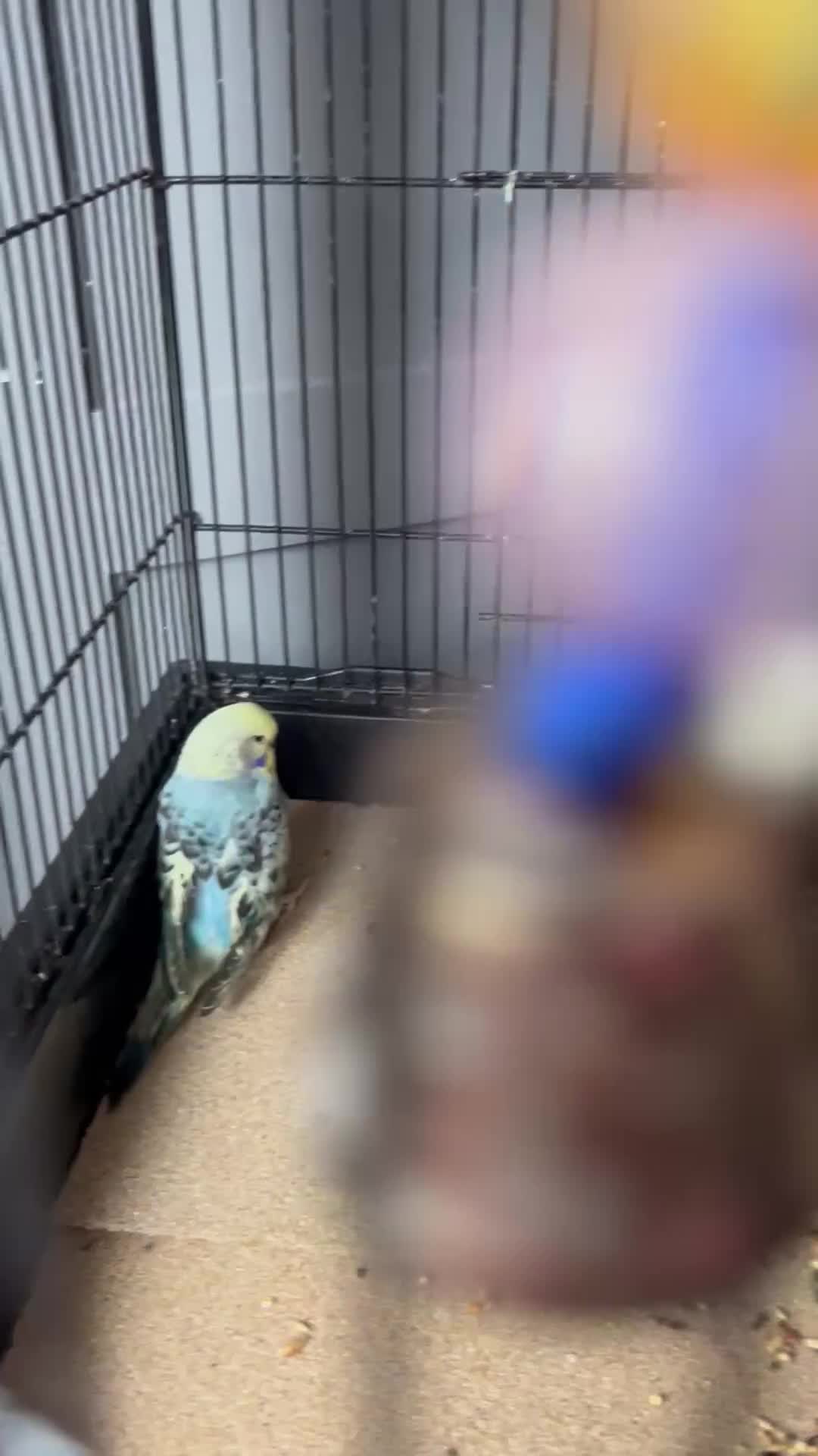 Budgerigars birds for sale: Baby Budgies  - Video 1