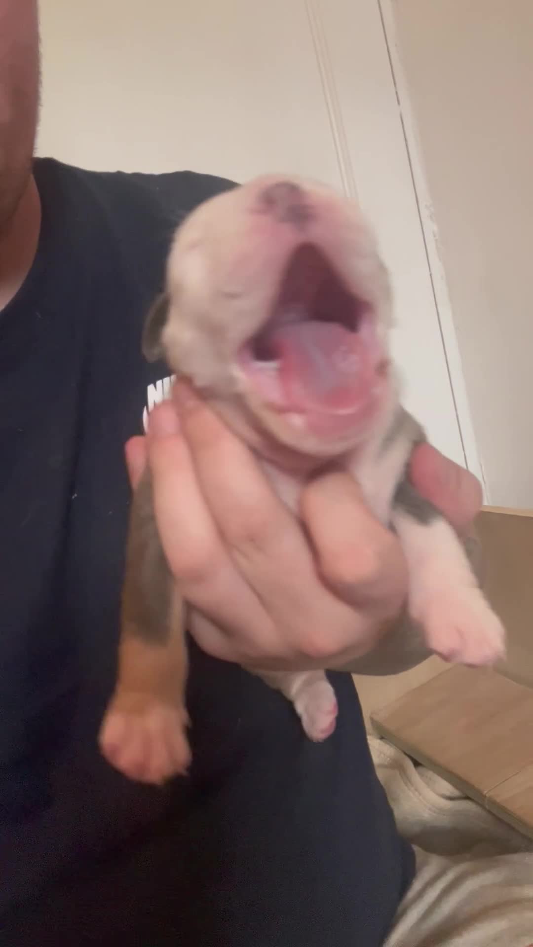 Olde English Bulldogge dogs for sale: Beautiful olde English bulldogs - Video 1