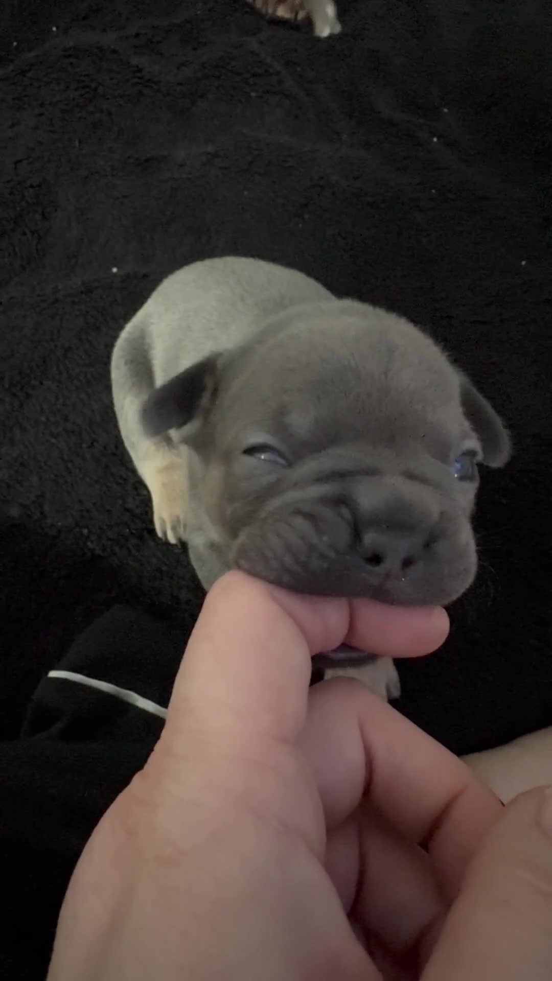 French Bulldog dogs for sale: Beautiful healthy french bulldogs  - Video 3