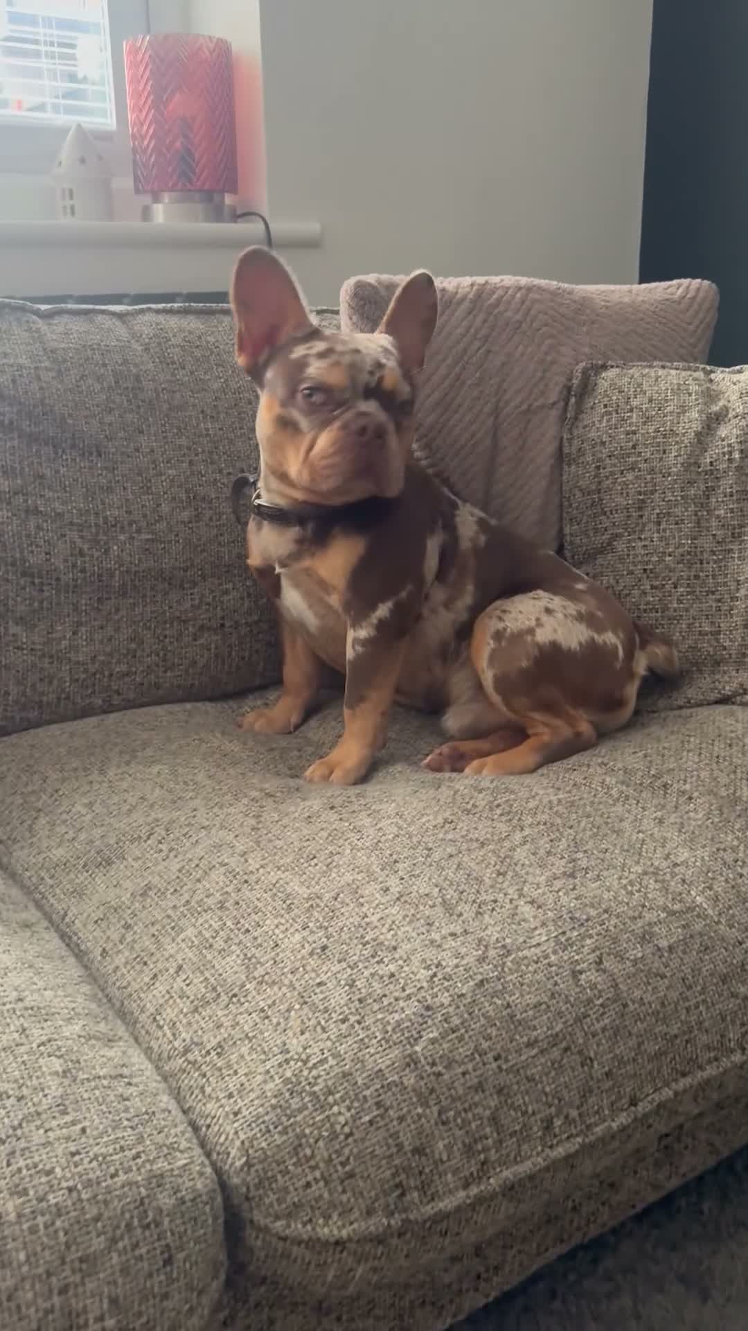 French Bulldog dogs for stud: Premium Chocolate Merle  - Video 1