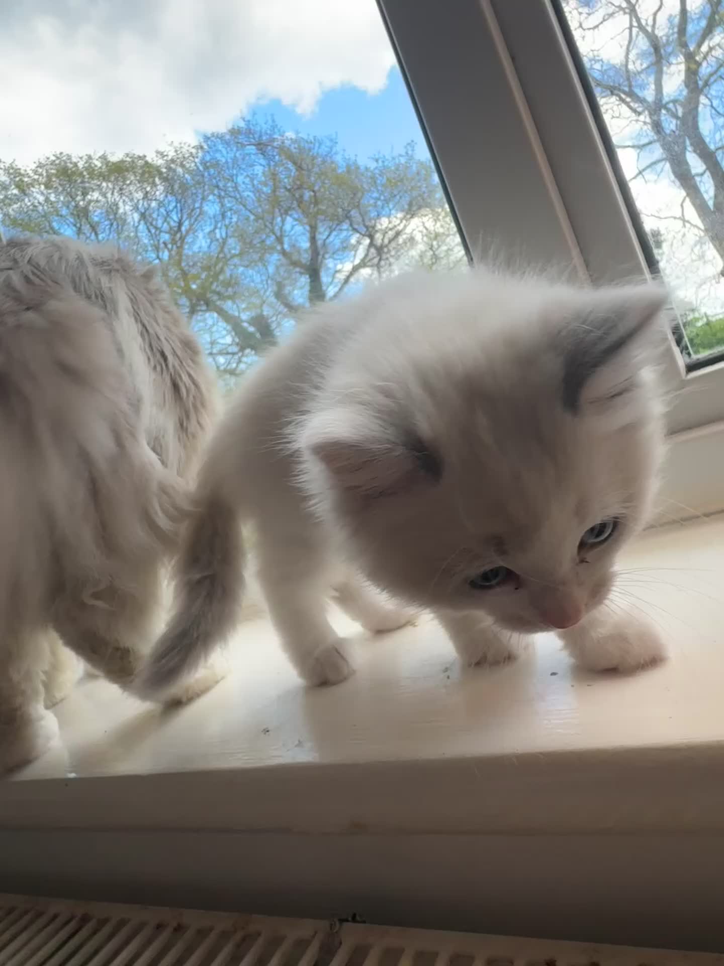 Ragdoll cats for sale: 1 male kitten ready to leave  - Video 3