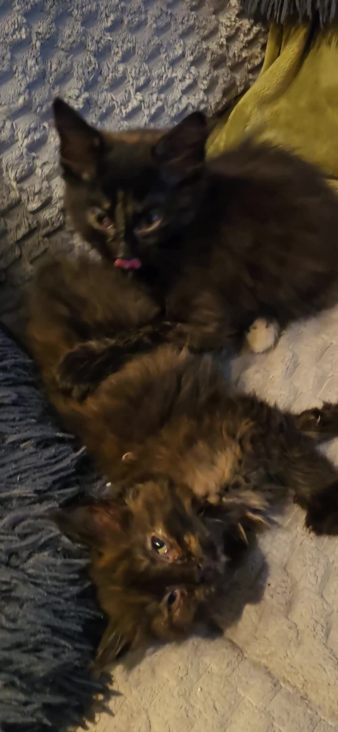 Scottish Fold cats for sale: Scottish fold kittens with straight ears - Video 1