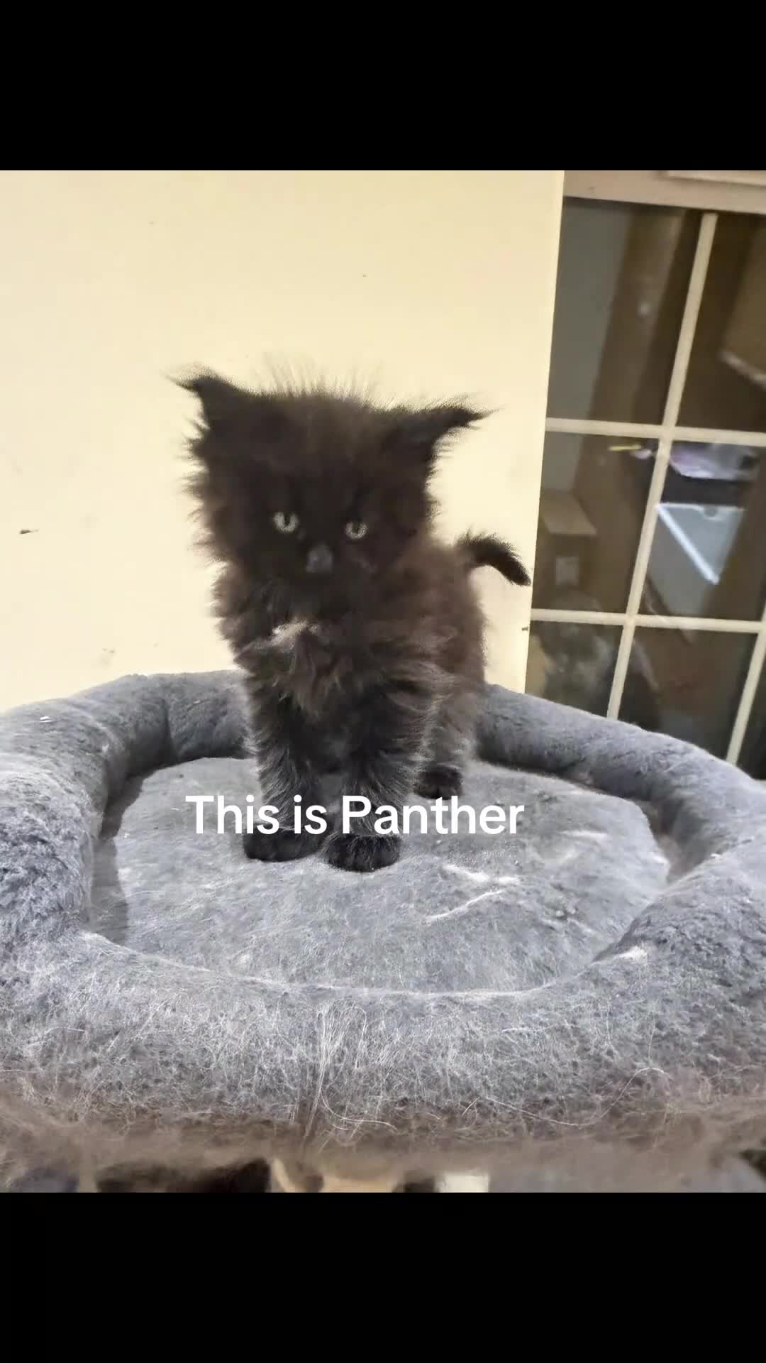 Maine Coon cats for sale: 1 left Purebred Maine Coon Kittens - TICA 🐾 - Video 2