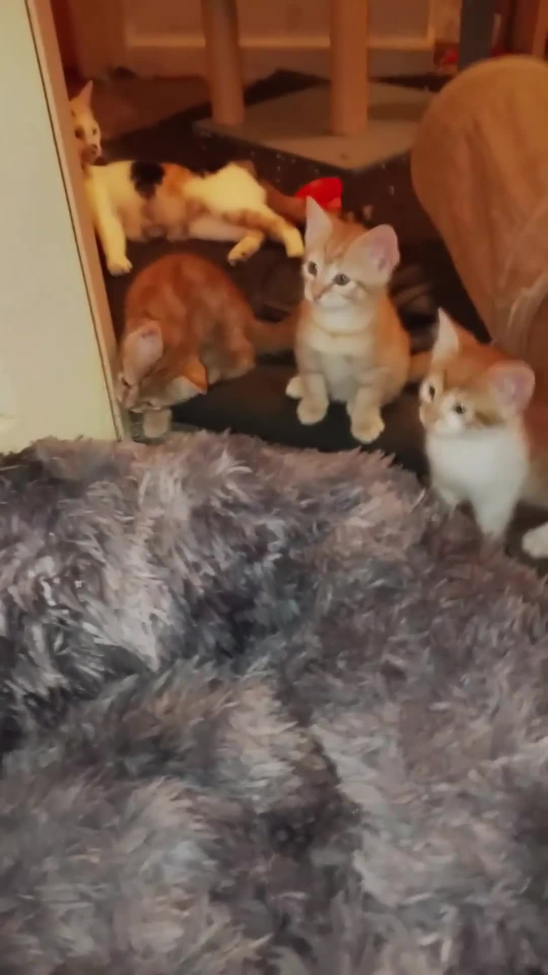 Mixed Breed cats for sale: So Cute and Beautiful Kittens  - Video 2