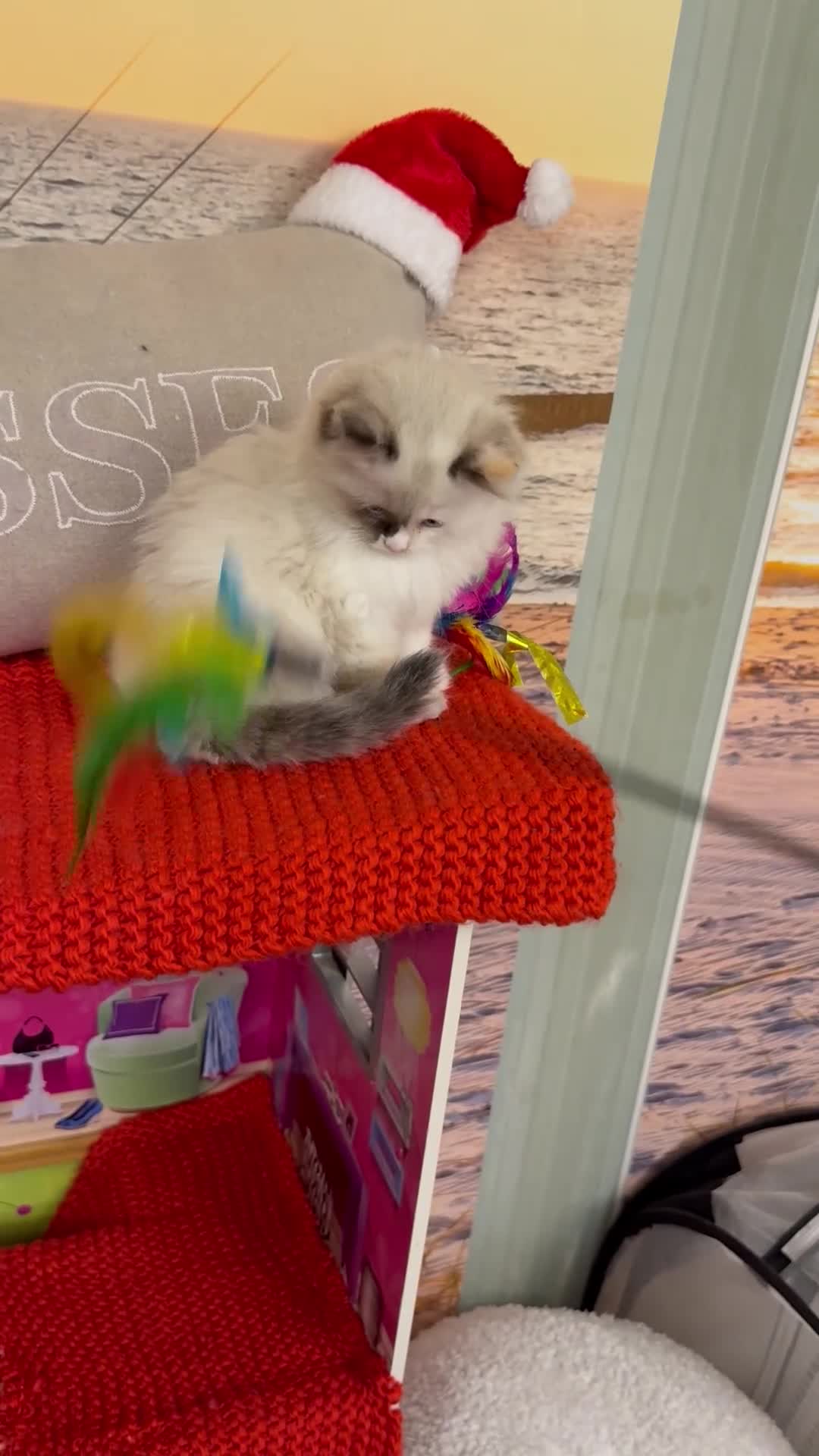 Ragdoll cats for sale: Beautiful Ragdolls kittens  - Video 4