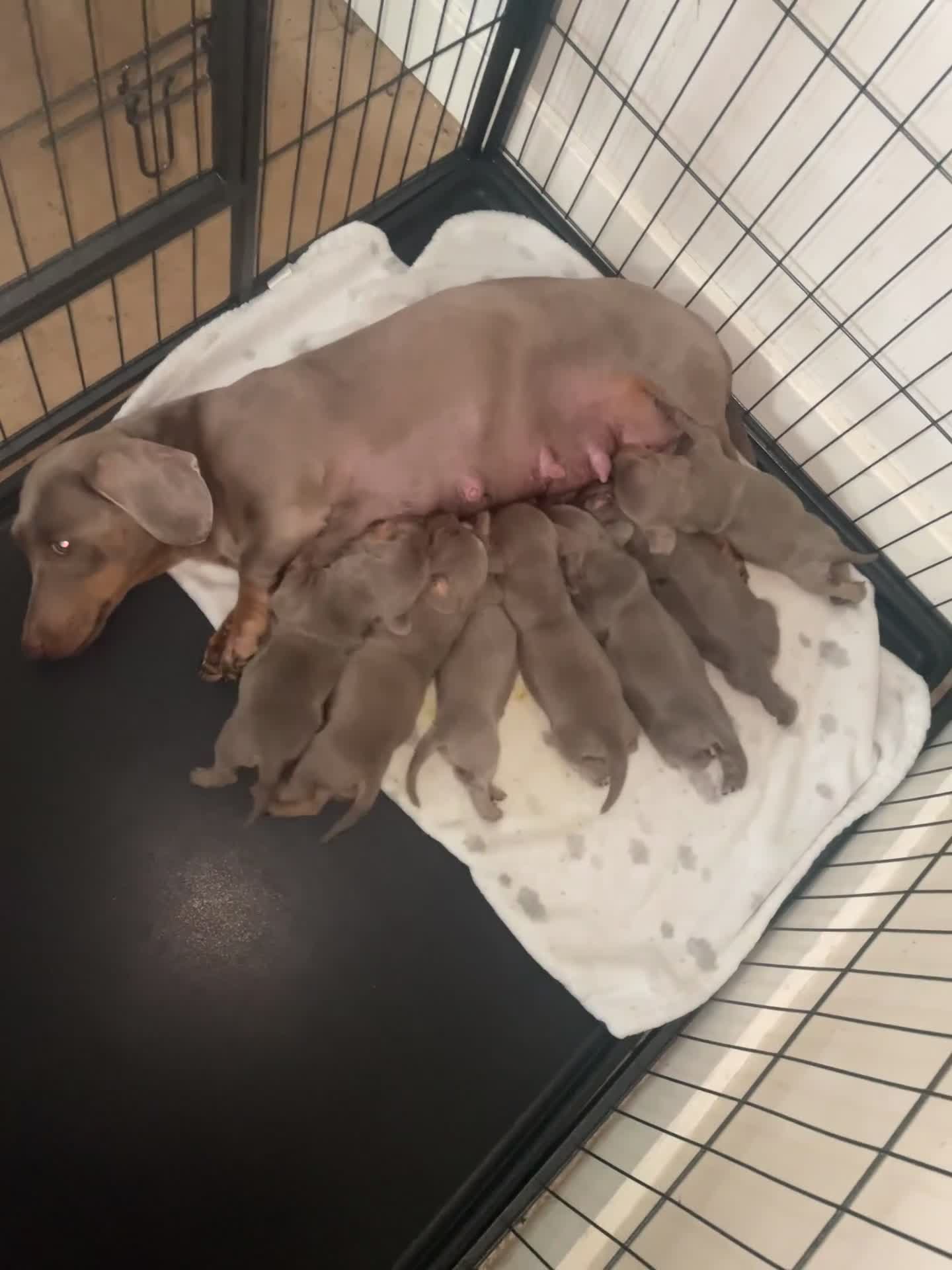 Dachshund dogs for sale: Dachshund  - Video 2