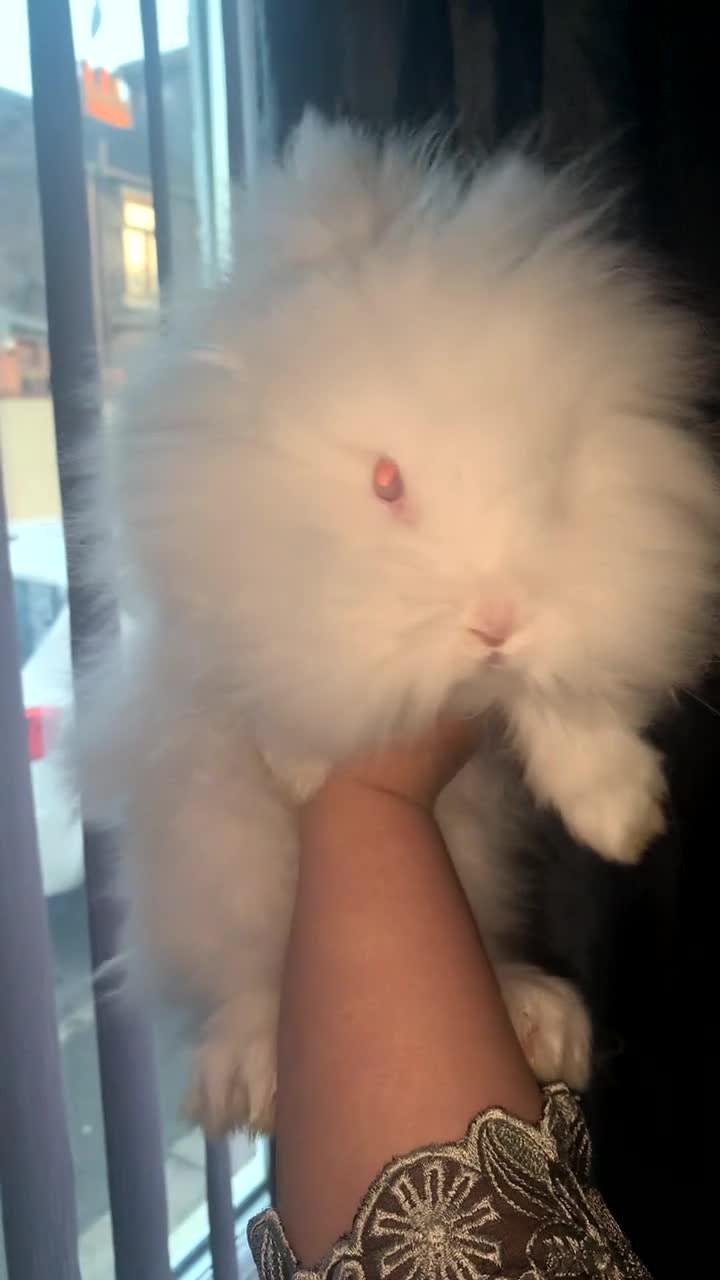 Lionhead rabbits for sale: Two beautiful snowwhite lionheads 🐰 ❄️ 😍 - Video 1