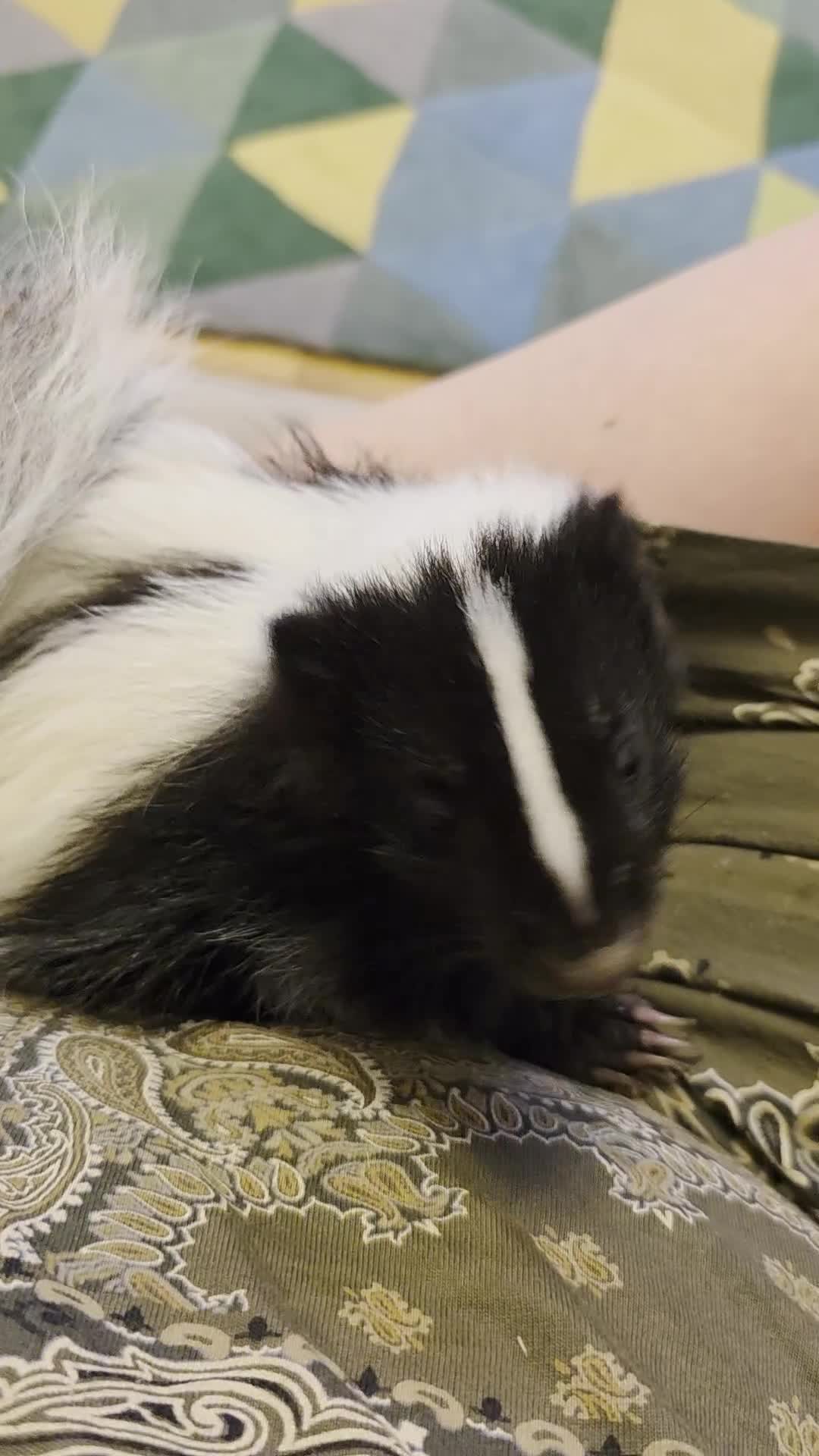 Ferret rodents for sale: One female black and white skunk available  in Ripley - Video 1