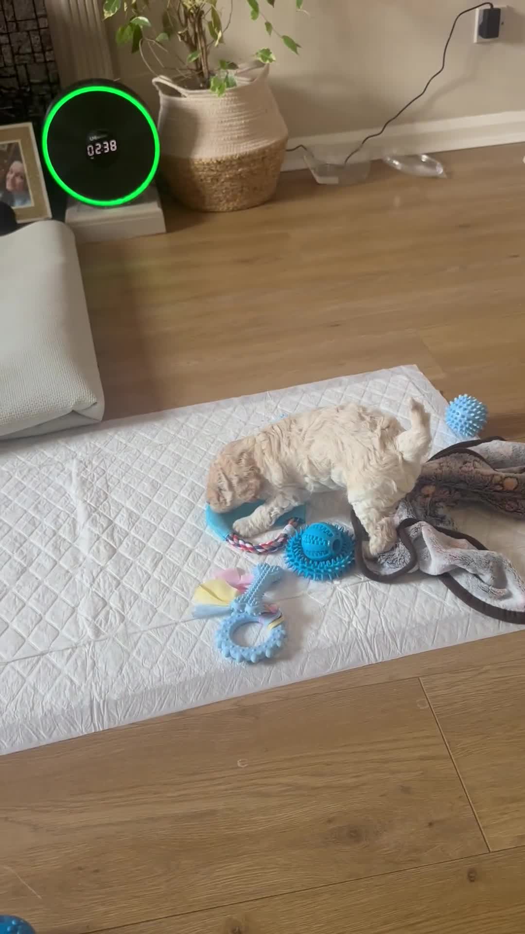 Cockapoo dogs for sale: Adorable F1B Cockapoo Puppies ready 6th November - Video 1