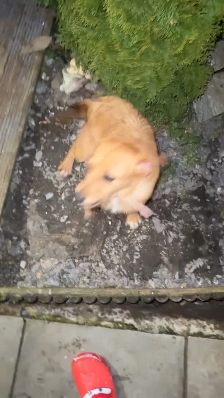 Jack Russell dogs for sale: Jack Russel cross cocker spaniel (mother)  - Video 1