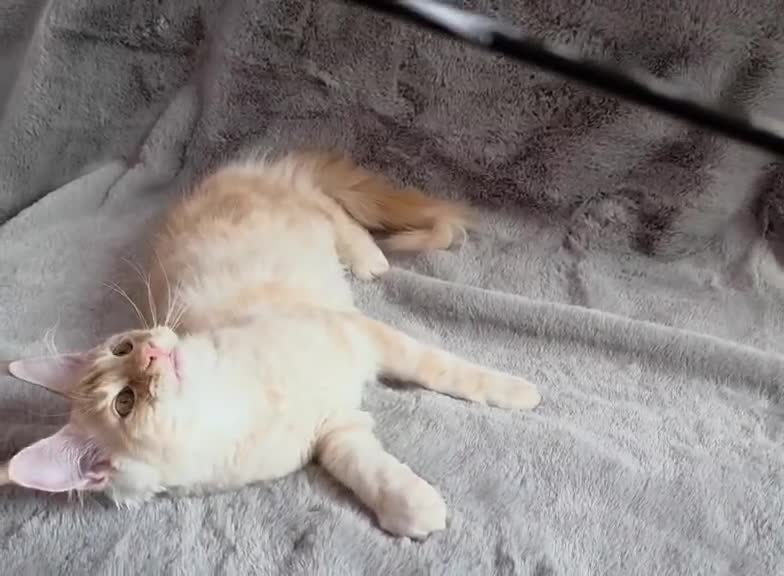 Maine Coon cats for sale: 🌟Ready now🏡 XL GCCF Registered Maine Coon kitten - Video 1