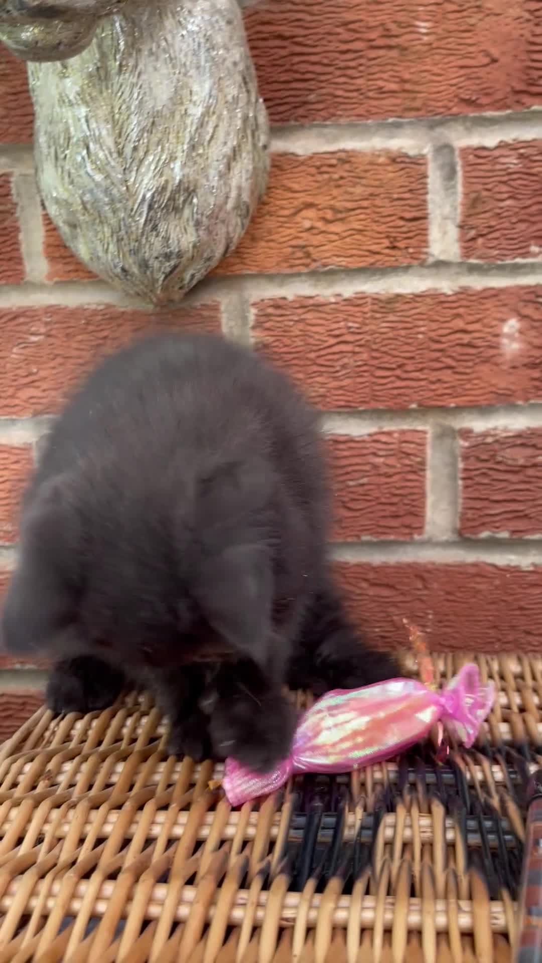 Exotic cats for sale: 💙Beautiful Exotic Shorthair Boy Kittens💙 - Video 3