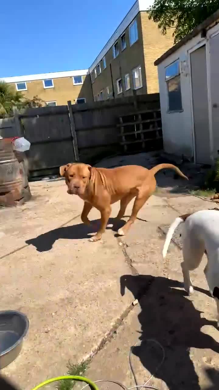 Mixed Breed dogs for sale: american bulldog cross staff - Video 1