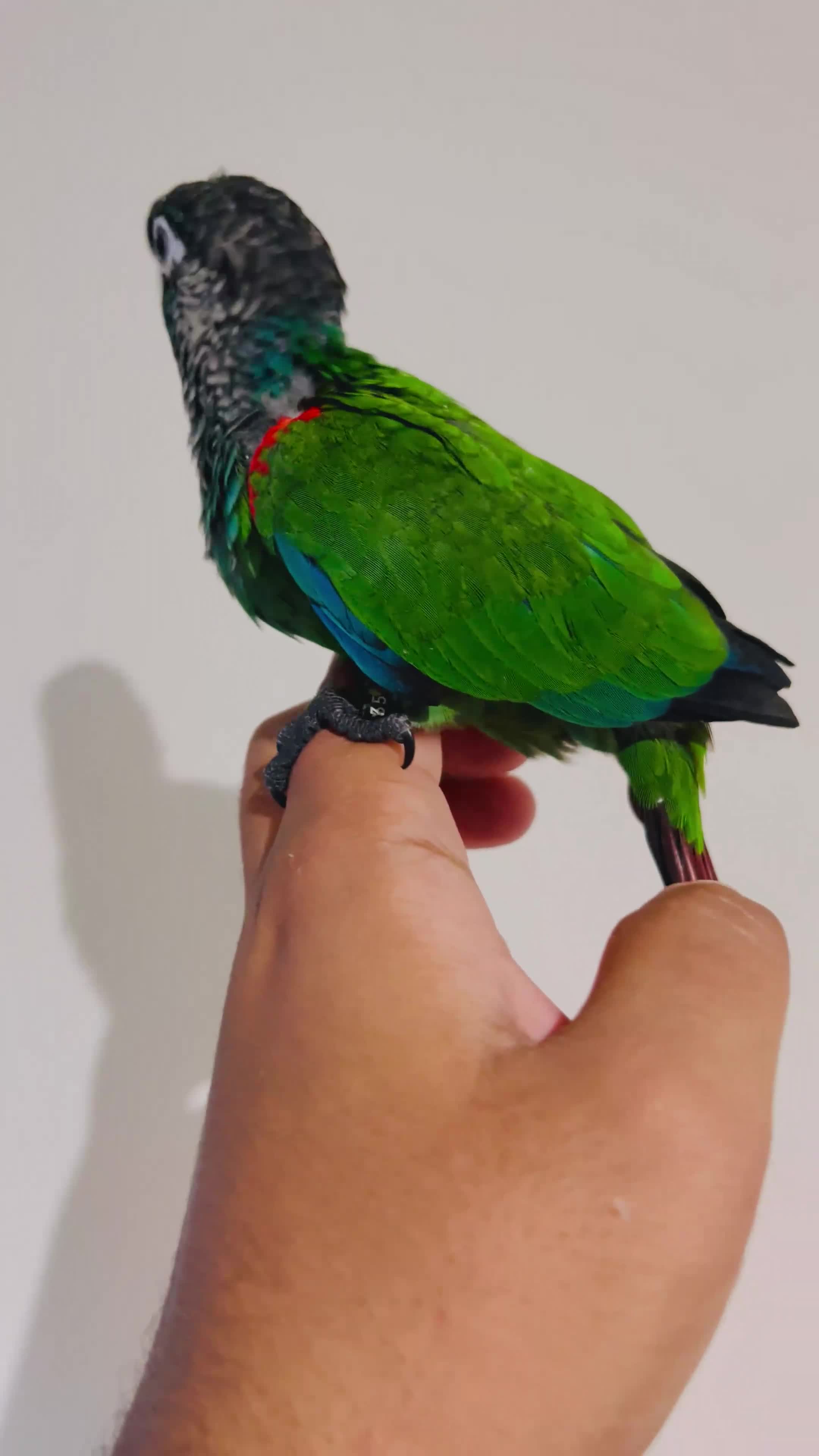 Conures birds for sale: Hand reared Emma’s, roseifrons, pearly conure - Video 1