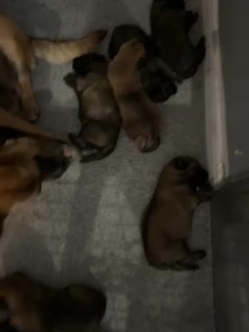 Belgian Shepherd Dog dogs for sale: Belgain Mali pups  in Grimsby - Video 1