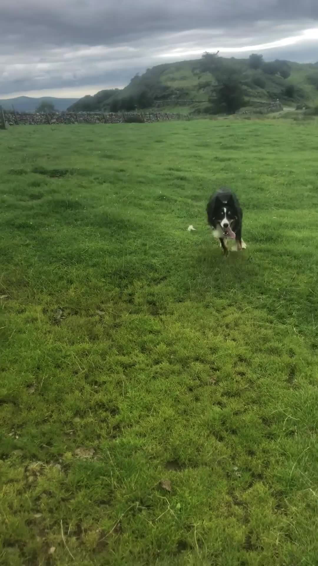 Border Collie dogs for sale: 2 year 9 months Border Collie male - Video 1