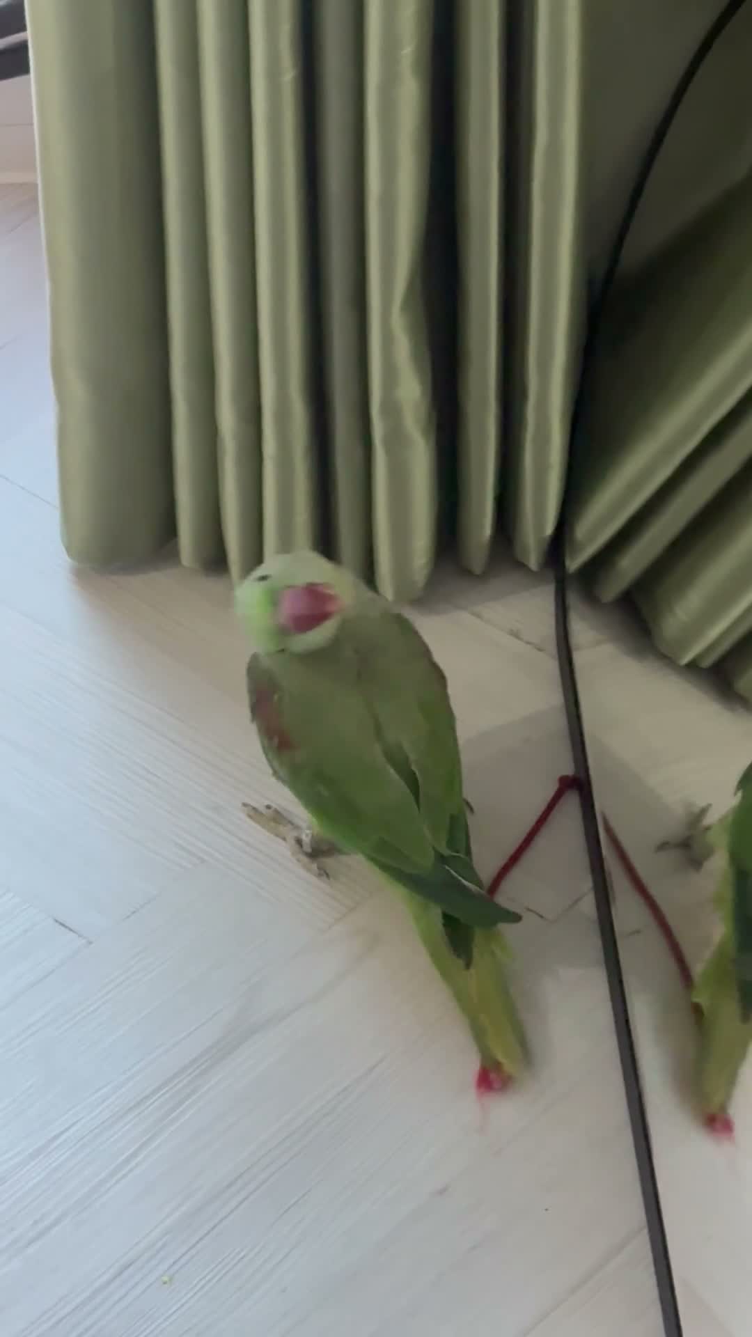 Parrots birds for sale: Male Alexandrine For Sale 🦜  in Dunstable - Video 1